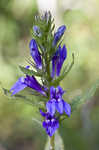 Great blue lobelia